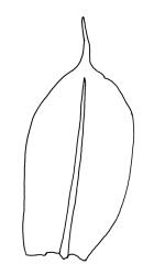 Entosthodon apophysatus, comal leaves. Entosthodon apophysatus drawn from K.W. Allison 8364, CHR 454696.
 Image: R.C. Wagstaff © Landcare Research 2019 CC BY 3.0 NZ